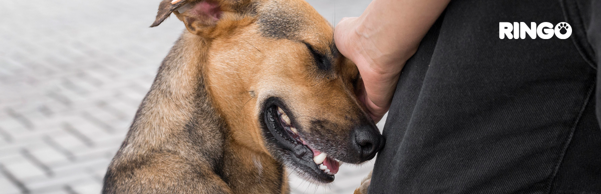 Cómo ayudar a un perro adoptado a sentirse seguro en su nuevo hogar